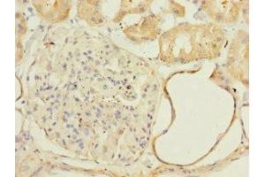 Immunohistochemistry of paraffin-embedded human kidney tissue using ABIN7160892 at dilution of 1:100
