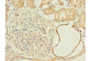 Immunohistochemistry of paraffin-embedded human kidney tissue using ABIN7160892 at dilution of 1:100 (NDUFA13 anticorps  (AA 52-144))