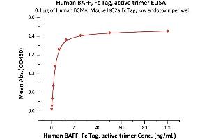 Immobilized Human BCMA, Mouse IgG2a Fc Tag, low endotoxin (ABIN6386435,ABIN6388271) at 1 μg/mL (100 μL/well) can bind Human BAFF, Fc Tag, active trimer (ABIN6972950) with a linear range of 0.