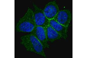 Fluorescent confocal image of MCF7 cells stained with phospho-ERBB2- antibody. (ErbB2/Her2 anticorps  (pThr1166))
