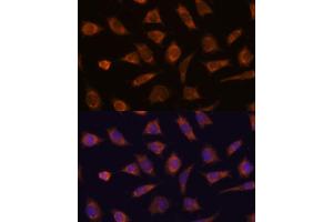 Immunofluorescence analysis of L929 cells using C antibody (ABIN7266029) at dilution of 1:100.