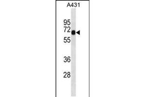 Western blot analysis in A431 cell line lysates (35ug/lane). (DNAI2 anticorps  (C-Term))