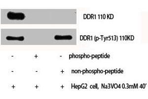 Western Blot analysis of HepG2 cells using Phospho-DDR1 (Y513) Polyclonal Antibody (DDR1 anticorps  (pTyr513))