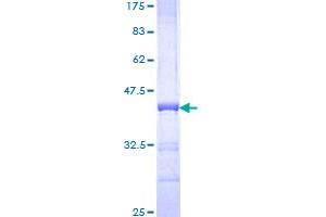 Image no. 1 for Semaphorin 7A, GPI Membrane Anchor (John Milton Hagen Blood Group) (SEMA7A) (AA 536-633) protein (GST tag) (ABIN1319500)