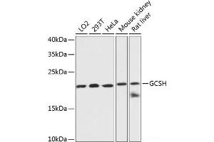 Western blot analysis of extracts of various cell lines using GCSH Polyclonal Antibody at dilution of 1:3000. (GCSH anticorps)
