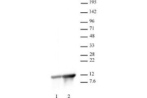 Histone H4K8ac antibody (pAb) tested by Western Blot. (Histone H4 anticorps  (acLys8))
