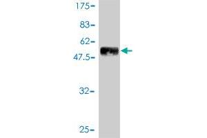 Western Blot detection against Immunogen (47. (PDGFRA anticorps  (AA 25-218))