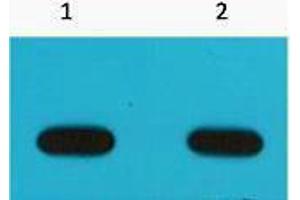 Western Blotting (WB) image for anti-Avi-Tag antibody (ABIN3178706) (Avi-Tag anticorps)
