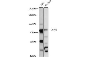 Western blot analysis of extracts of various cell lines, using GSPT1 antibody (ABIN7267321) at 1:1000 dilution. (GSPT1 anticorps  (AA 138-420))