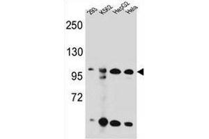 KSR2 Antibody (C-term) western blot analysis in 293,K562,HepG2,Hela cell line lysates (35µg/lane). (KSR2 anticorps  (C-Term))
