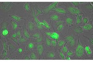 Immunofluorescence Microscopy of Biotin conjugated Anti-Lactate Dehydrogenase Antibody. (Lactate Dehydrogenase anticorps)