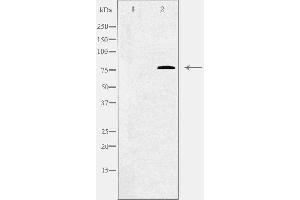 Western blot analysis of extracts from Jurkat cells using C1S antibody. (C1S anticorps  (C-Term))
