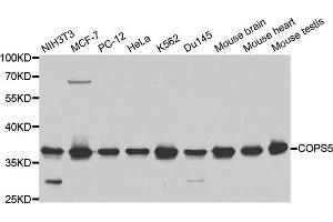 Western blot analysis of extracts of various cell lines, using COPS5 antibody. (COPS5 anticorps)