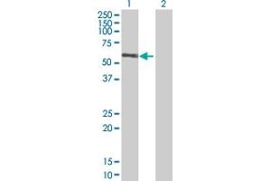 Western Blot analysis of RGL4 expression in transfected 293T cell line by RGL4 MaxPab polyclonal antibody. (RGL4 anticorps  (AA 1-410))