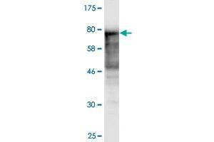 Western Blot detection against Immunogen (84. (NAE1 anticorps  (AA 1-534))