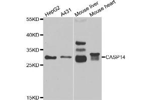 Western blot analysis of extracts of various cell lines, using CASP14 antibody (ABIN5973925) at 1/1000 dilution. (CASP14 anticorps)