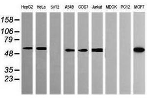 Image no. 10 for anti-Pogo Transposable Element with KRAB Domain (POGK) antibody (ABIN1500328) (POGK anticorps)