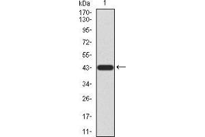 Western blot analysis using LGR5 mAb against human LGR5 (AA: 22-178) recombinant protein. (LGR5 anticorps  (AA 22-178))