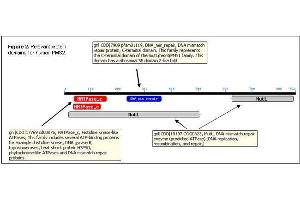 Relevant protein domains for human PMS2.