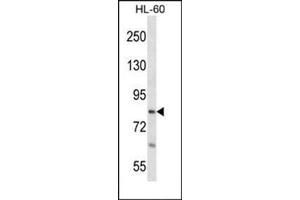 Western blot analysis in HL-60 cell line lysates (35 µg/lane) using RTF1 Antibody (Center) Cat. (RTF1 anticorps  (Middle Region))