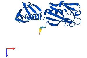 AlphaFold protein structure predicition of Mouse Recombinant Rpl9 Protein, UniprotID P51410