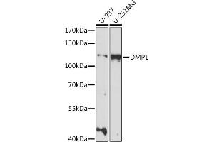 Western blot analysis of extracts of various cell lines, using DMP1 antibody (ABIN7266559) at 1:1000 dilution. (DMP1 anticorps  (AA 1-100))