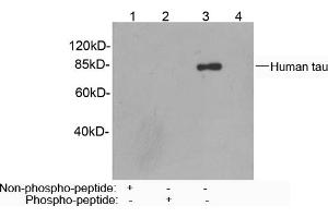 Western blot analysis of recombinant human tau protein using Rabbit Anti-Tau (Ser422) Polyclonal Antibody (ABIN398669) Lane 1: Rabbit Anti-Tau (Ser422) Polyclonal Antibody pre-incubated with non-phoshpo-peptideLane 2: Rabbit Anti-Tau (Ser422) Polyclonal Antibody pre-incubated with phoshpo-peptideLane 3: Rabbit Anti-Tau (Ser422) Polyclonal AntibodyLane 4: Purified Rabbit IgG (Whole Molecule) Control (ABIN398653) Secondary antibody: Goat Anti-Rabbit IgG (H&L) [HRP] Polyclonal Antibody (ABIN398323) The signal was developed with LumiSensorTM HRP Substrate Kit (ABIN769939)