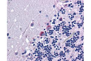 Anti-PRODH antibody IHC of human brain, cerebellum. (PRODH anticorps  (AA 84-98))