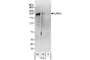 anti-rho Guanine Nucleotide Exchange Factor (GEF) 12 (ARHGEF12) (AA 1350-1400) antibody
