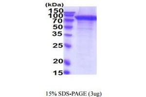 SDS-PAGE (SDS) image for Receptor tyrosine-protein kinase erbB-2 (ErbB2/Her2) (AA 23-652) protein (His tag) (ABIN7281248)