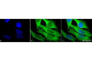 Immunocytochemistry/Immunofluorescence analysis using Rabbit Anti-Hsp27 Polyclonal Antibody (ABIN1027725 and ABIN1027726).