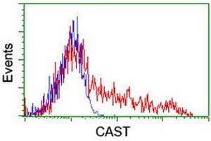 HEK293T cells transfected with either RC211776 overexpress plasmid (Red) or empty vector control plasmid (Blue) were immunostained by anti-CAST antibody (ABIN2455597), and then analyzed by flow cytometry. (Calpastatin anticorps)