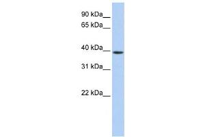 Western Blotting (WB) image for anti-Guanine Nucleotide Binding Protein (G Protein), alpha Activating Activity Polypeptide O (GNAO1) antibody (ABIN2459901) (GNAO1 anticorps)