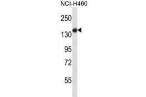 Western Blotting (WB) image for anti-Toll-Like Receptor 8 (TLR8) antibody (ABIN2997670) (TLR8 anticorps)