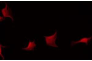 ABIN6275894 staining Hela by IF/ICC.