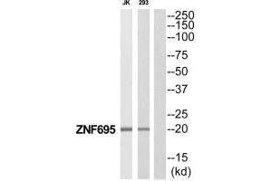 Western blot analysis of extracts from Jurkat/293 cells, using ZNF695 antibody. (ZNF695 anticorps  (C-Term))