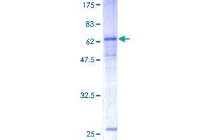 Image no. 1 for Carcinoembryonic Antigen-Related Cell Adhesion Molecule 8 (CEACAM8) (AA 1-349) protein (GST tag) (ABIN1349081)