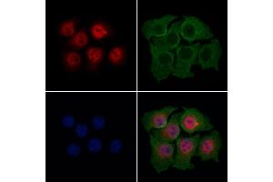 ABIN7094775 and ABIN7098826 staining HepG2 cells by IF/ICC. (AES anticorps  (N-Term))