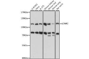 Western blot analysis of extracts of various cell lines, using LONP2 antibody (ABIN7268293) at 1:1000 dilution. (LONP2 anticorps  (AA 1-300))
