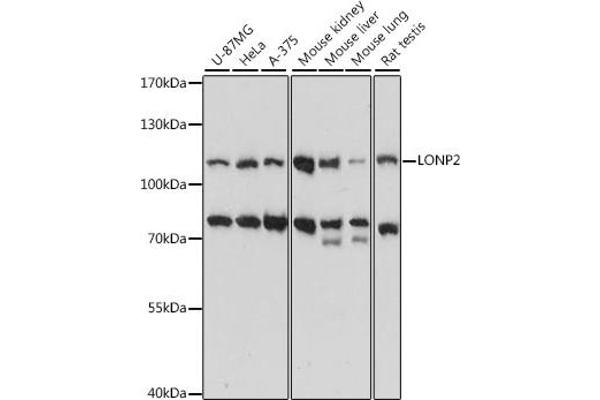LONP2 anticorps  (AA 1-300)