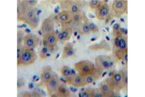 IHC-P analysis of Liver tissue, with DAB staining. (Peptide YY anticorps  (AA 30-98))