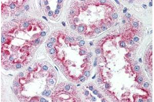 Anti-SLC5A11 antibody  ABIN1049343 IHC staining of human kidney.