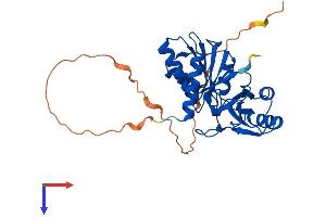 AlphaFold protein structure predicition of Human Recombinant RPIA Protein, UniprotID P49247
