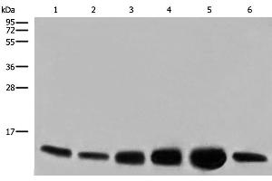 Western blot analysis of HEPG2 HUVEC and NIH/3T3 cell Human heart tissue Mouse heart tissue PC-3 cell lysates using COX6C Polyclonal Antibody at dilution of 1:800 (COX6C anticorps)