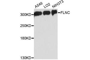 Western blot analysis of extracts of various cell lines, using FLNC antibody. (FLNC anticorps)