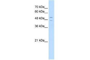 WB Suggested Anti-STEAP3 Antibody Titration:  5. (STEAP3 anticorps  (N-Term))