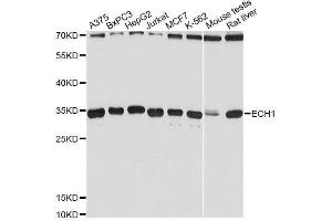 Western blot analysis of extracts of various cell lines, using ECH1 Antibody. (ECH1 anticorps  (AA 1-328))