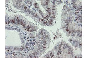 Image no. 3 for anti-Transcription Factor MafB (MAFB) (AA 32-320) antibody (ABIN1491411) (MAFB anticorps  (AA 32-320))