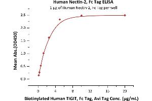 Immobilized Human Nectin-2, Fc Tag (ABIN4949134,ABIN4949135) at 10 μg/mL (100 μL/well) can bind Biotinylated Human TIGIT, Fc Tag, Avi Tag with a linear range of 0. (PVRL2 Protein (AA 32-360) (Fc Tag))