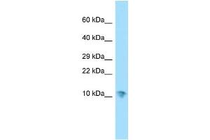 WB Suggested Anti-SERF1A Antibody Titration: 1. (SERF1A anticorps  (N-Term))